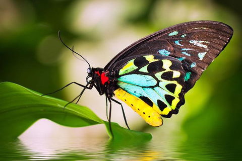 Australian Butterfly Sanctuary - Kalgoorlie Accommodation 4