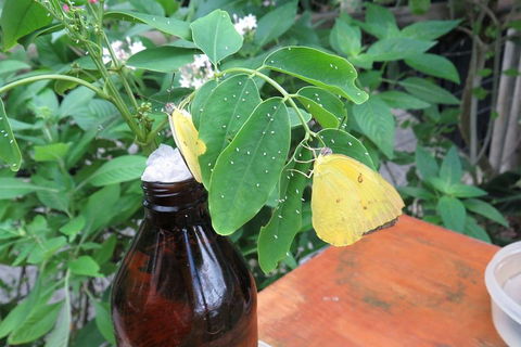Australian Butterfly Sanctuary- Virtual Interactive Tour With Private Guide - Kalgoorlie Accommodation 0