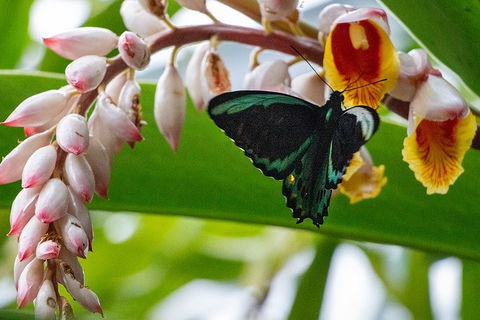 Australian Butterfly Sanctuary- Virtual Interactive Tour With Private Guide - Kalgoorlie Accommodation 2