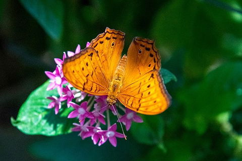 Australian Butterfly Sanctuary- Virtual Interactive Tour With Private Guide - Kalgoorlie Accommodation 3