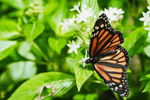 Australian Butterfly Sanctuary- Virtual Interactive Tour With Private Guide - Kalgoorlie Accommodation 4