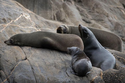 Kangaroo Island Ocean Safari - Snorkeling Safari - Kalgoorlie Accommodation 0