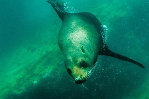 Kangaroo Island Ocean Safari - Snorkeling Safari - Kalgoorlie Accommodation 1
