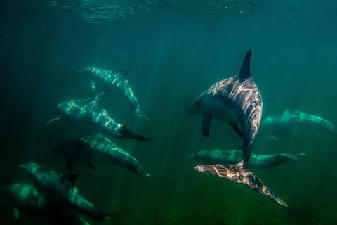 Kangaroo Island Ocean Safari - Snorkeling Safari - Kalgoorlie Accommodation 2