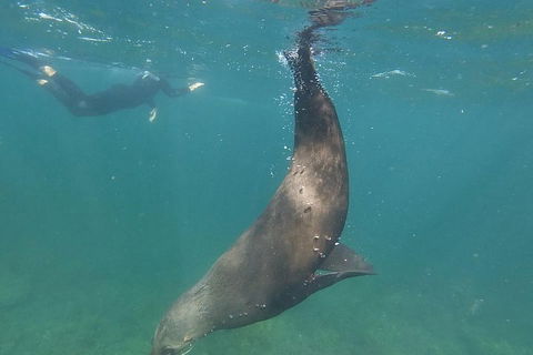 Kangaroo Island Ocean Safari - Snorkeling Safari - Kalgoorlie Accommodation 3