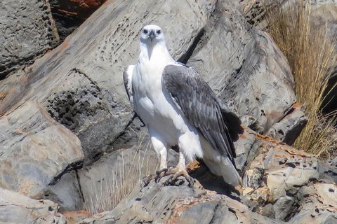Kangaroo Island Ocean Safari - Snorkeling Safari - Kalgoorlie Accommodation 4