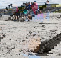 Kangaroo Island in a Day Tour from Adelaide - Kalgoorlie Accommodation