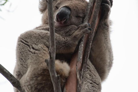 2-Day Kangaroo Island 4WD Small-Group Tour From Adelaide - Kalgoorlie Accommodation 0