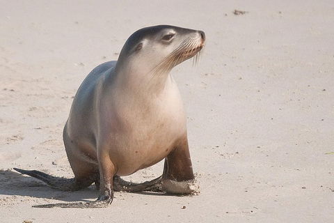 2-Day Kangaroo Island 4WD Small-Group Tour From Adelaide - Kalgoorlie Accommodation 4