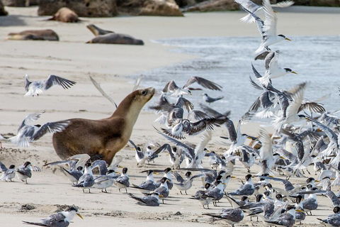 Full-Day Kangaroo Island Experience Departing From Kangaroo Island - Kalgoorlie Accommodation 1