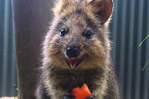 Kuranda Koala Gardens And Birdworld Admission Tickets - Kalgoorlie Accommodation 2