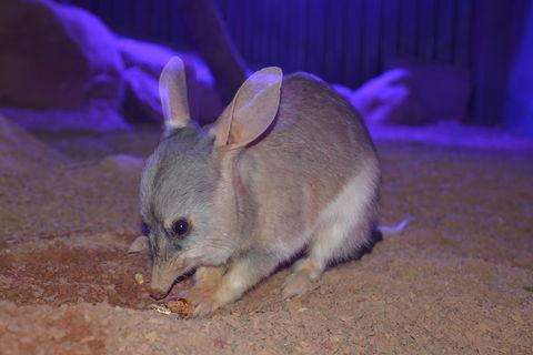 Kuranda Wildlife Experience Three Attraction Pass - Kalgoorlie Accommodation 0