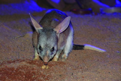Kuranda Koala Gardens General Entry Ticket - Kalgoorlie Accommodation 3