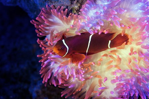 Cairns Aquarium By Twilight With 3-Course Dinner - Kalgoorlie Accommodation 0