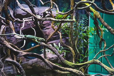 Cairns Aquarium By Twilight With 3-Course Dinner - Kalgoorlie Accommodation 2