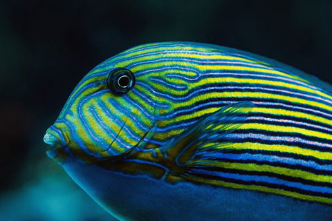 Cairns Aquarium By Twilight With 3-Course Dinner - Kalgoorlie Accommodation 5