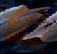 Cairns Aquarium Tour by Twilight with Drink and Appetiser - Kalgoorlie Accommodation