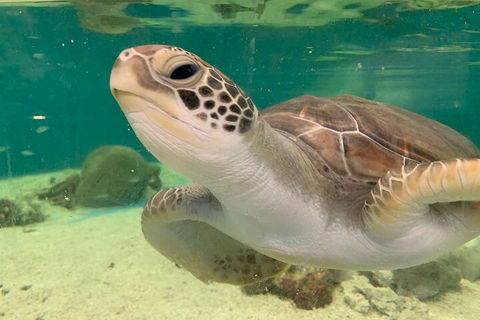 Cairns Aquarium Marine Life Encounter Ticket With 2-Course Lunch - Kalgoorlie Accommodation 0