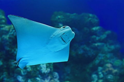 Cairns Aquarium Marine Life Encounter Ticket With 2-Course Lunch - Kalgoorlie Accommodation 4