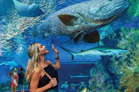 Cairns Aquarium Family Ticket - Kalgoorlie Accommodation 3