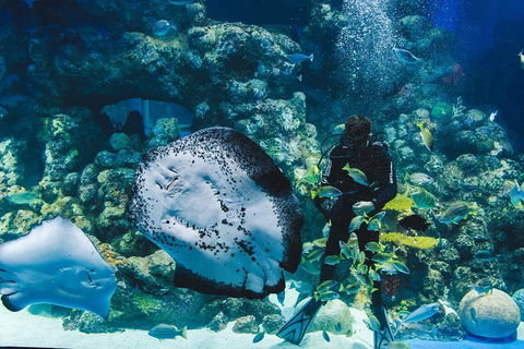 Cairns Aquarium Family Ticket - Kalgoorlie Accommodation 4