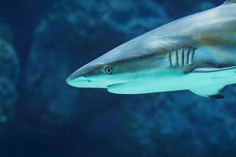 Cairns Aquarium Family Ticket - Kalgoorlie Accommodation 5
