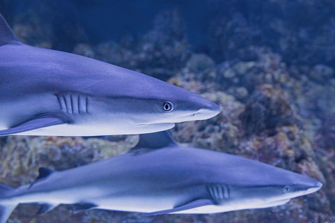 Cairns Aquarium Dive With The Sharks - Kalgoorlie Accommodation 1