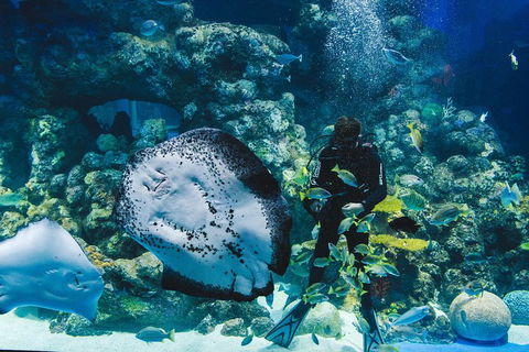 Cairns Aquarium Dive With The Sharks - Kalgoorlie Accommodation 2
