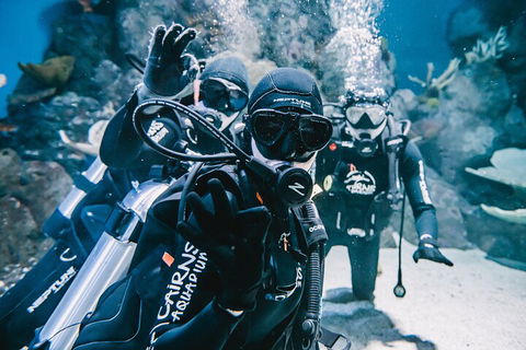 Cairns Aquarium Dive With The Sharks - Kalgoorlie Accommodation 3