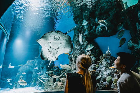 Cairns Aquarium Dive With The Sharks - Kalgoorlie Accommodation 4