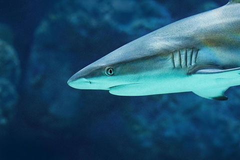 Cairns Aquarium Dive With The Sharks - Kalgoorlie Accommodation 5