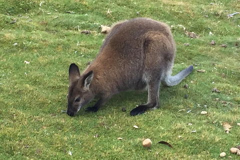 Cradle Mountain Day Tour From Launceston Including Lunch - Kalgoorlie Accommodation 5