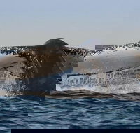Sydney Whale-Watching Cruise Including Lunch or Breakfast - Kalgoorlie Accommodation