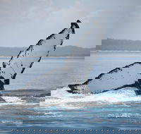 Hervey Bay Whale Watching Cruise - Kalgoorlie Accommodation