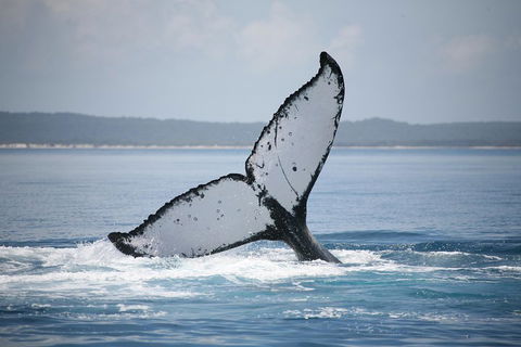 Hervey Bay Whale Watching Cruise - Kalgoorlie Accommodation 0