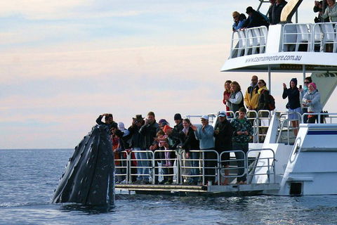 Hervey Bay Whale Watching Cruise - Kalgoorlie Accommodation 1