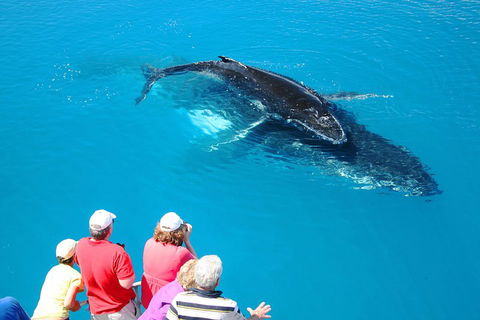 Hervey Bay Whale Watching Cruise - Kalgoorlie Accommodation 2