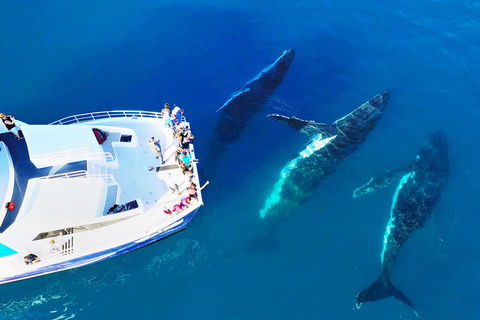 Hervey Bay Whale Watching Cruise - Kalgoorlie Accommodation 3