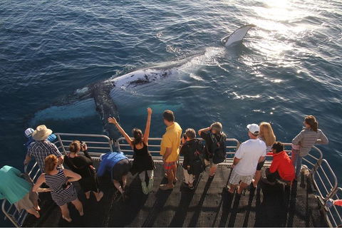 Hervey Bay Whale Watching Cruise - Kalgoorlie Accommodation 4