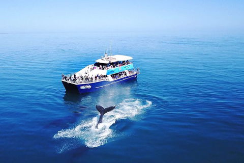 Hervey Bay Whale Watching Cruise - Kalgoorlie Accommodation 5