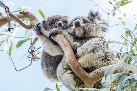 Great Ocean Road And 12 Apostles Day Trip From Melbourne - Kalgoorlie Accommodation 1