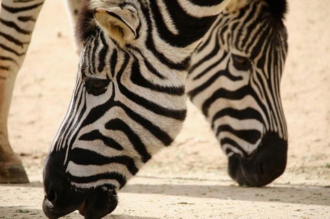 Melbourne Zoo General Entry Ticket - Kalgoorlie Accommodation 1