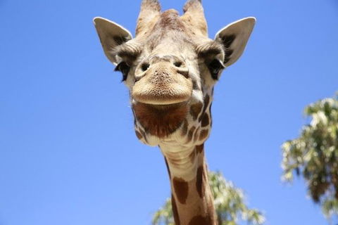 Melbourne Zoo General Entry Ticket - Kalgoorlie Accommodation 2
