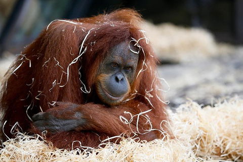 Melbourne Zoo General Entry Ticket - Kalgoorlie Accommodation 3