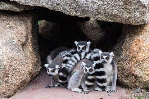 Melbourne Zoo General Entry Ticket - Kalgoorlie Accommodation 4