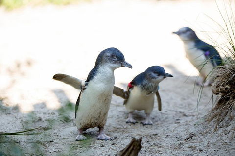 Melbourne Zoo General Entry Ticket - Kalgoorlie Accommodation 5
