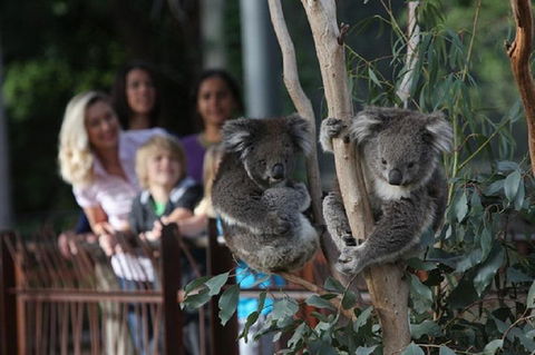 Australian Wildlife Tour At Melbourne Zoo Ticket - Kalgoorlie Accommodation 2