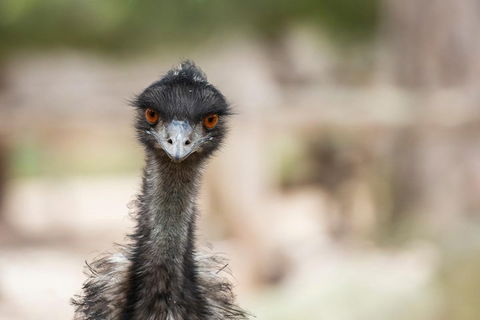 Australian Wildlife Tour At Melbourne Zoo Ticket - Kalgoorlie Accommodation 3