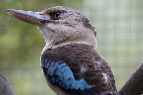 Australian Wildlife Tour At Melbourne Zoo Ticket - Kalgoorlie Accommodation 4