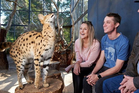 African Cat Encounter At Werribee Open Range Zoo - Kalgoorlie Accommodation 0